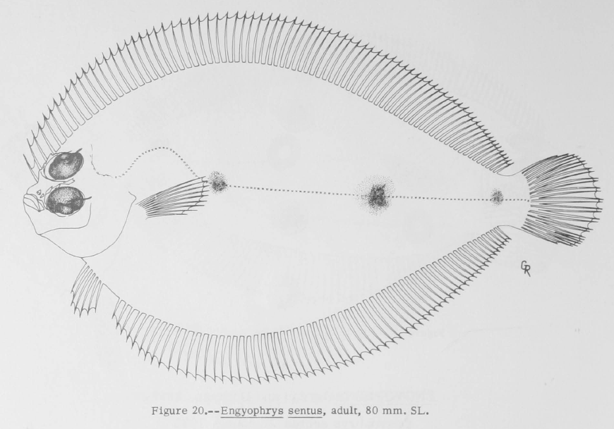 Engyophrys senta, Spiny Flounder. Source: Guntherz 1967.