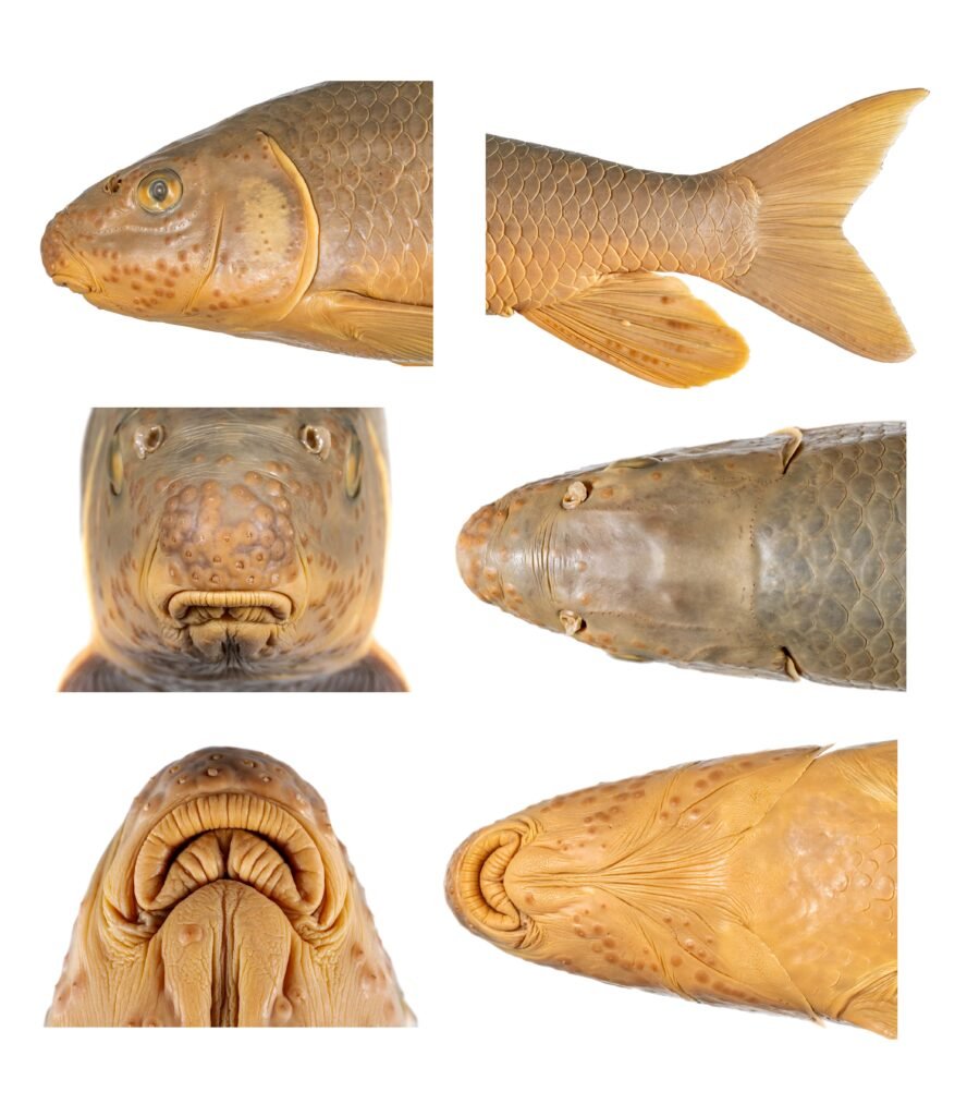 Moxostoma carolina, Carolina Redhorse. Tuberculation patterns. NCSM 41138.