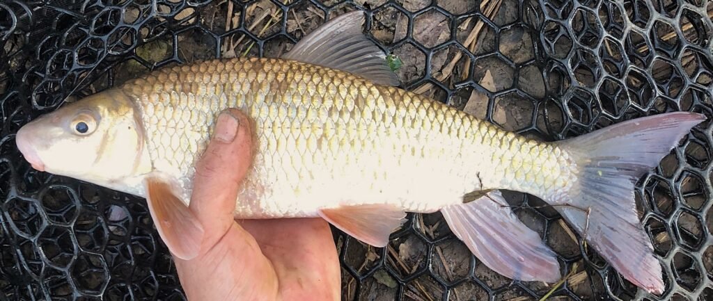 Moxostoma macrolepidotum, Shorthead Redhorse. Photo credit: Tim Aldridge.