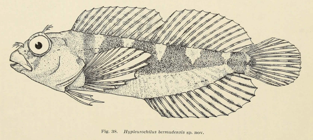 Hypleurochilus bermudensis, Barred Blenny. Source: Beebe & Tee-Van 1933.