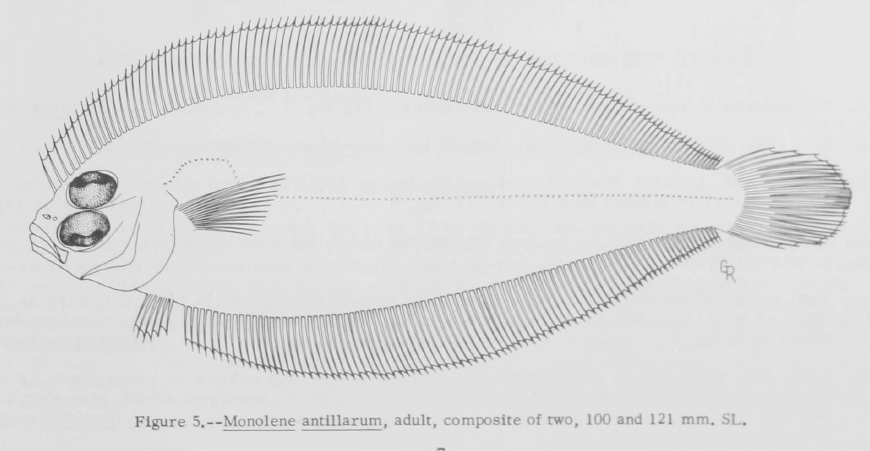 Monolene antillarum, Slim Flounder. Source: Guntherz 1967.