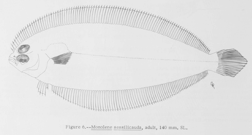 Monolene sessilicauda, Deepwater Flounder. Source: Guntherz 1967.