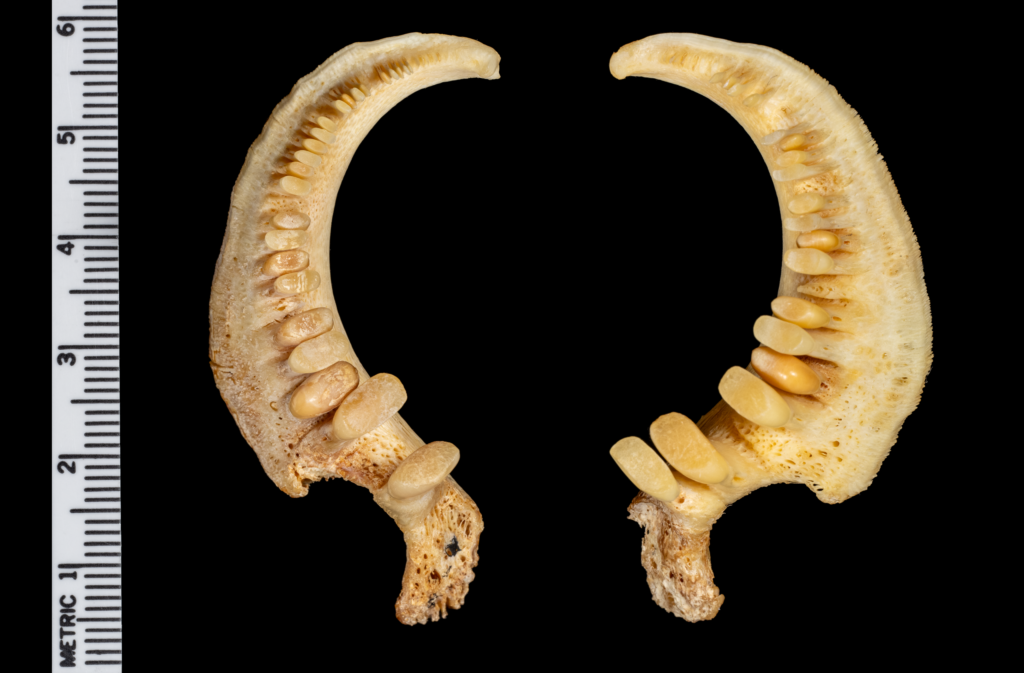 Moxostoma robustum, Robust Redhorse, pharyngael teeth, NCSM 23865.