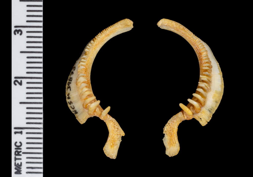 Moxostoma carolina, Carolina Redhorse. pharyngeal teeth NCSM 39873