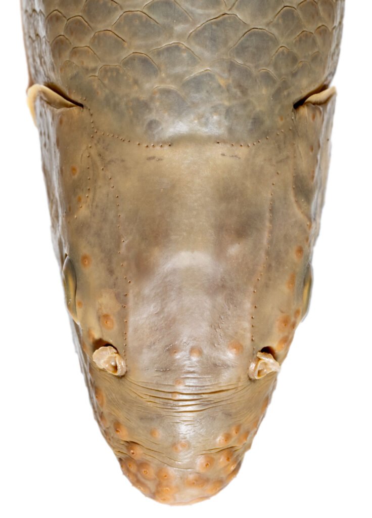 Moxostoma carolina, Carolina Redhorse. Supratemporal canal. NCSM 41138.