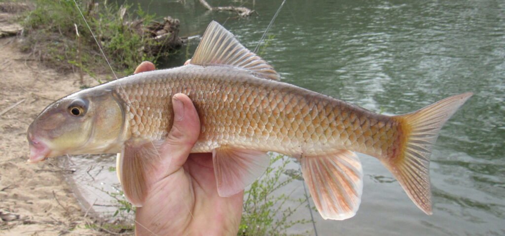 Moxostoma collapsum, Notchlip Redhorse. Photo credit: Tim Aldridge.
