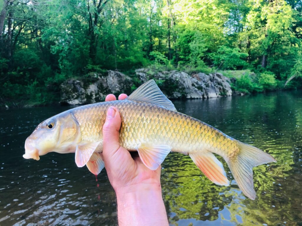 Moxostoma collapsum, Notchlip Redhorse. Photo credit: Tim Aldridge.