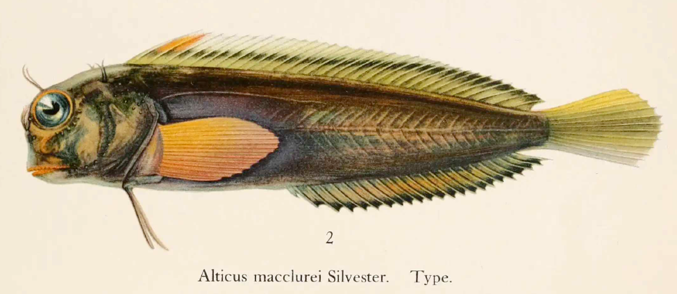 Ophioblennius macclurei, Redlip Blenny. Source: SIlvester 1915.