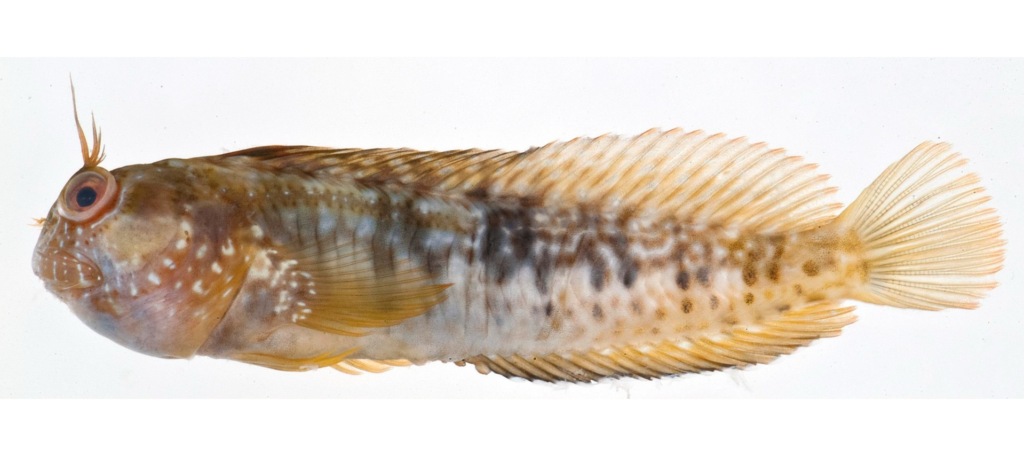 Parablennius marmoreus, Seaweed Blenny. Source: NMNH - https://collections.nmnh.si.edu/search/fishes/?ark=ark:/65665/3108269e9c9764a0b858dbe2af04a9e12 .