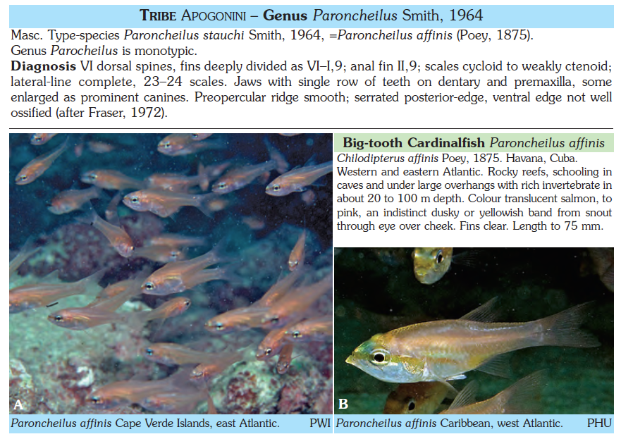 Paroncheilus affinis, Bigtooth Cardinalfish. Source: Kuiter & Kozawa 2019.