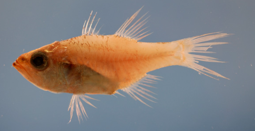Paroncheilus affinis, Bigtooth Cardinalfish. Source: NOAA NMFS Mississippi Laboratory. https://www.fishbase.se/summary/Paroncheilus-affinis.
