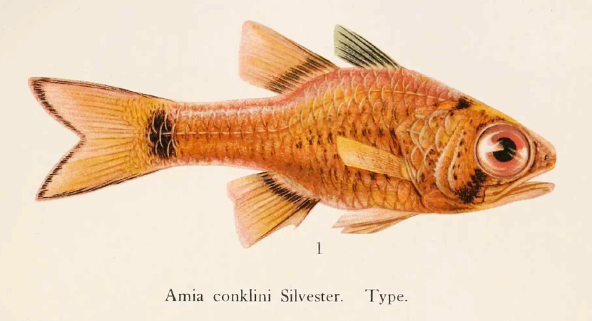 Phaeoptyx conklini, Freckled Cardinalfish. Source: Silvester 1915.