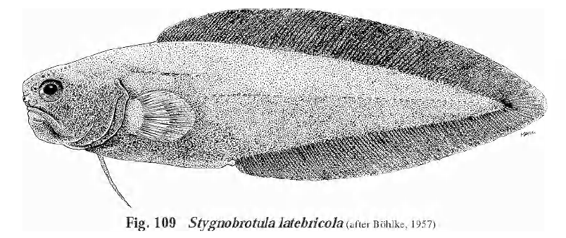 Stygnobrotula latebricola, Black Brotula. Source: FAO 1999.