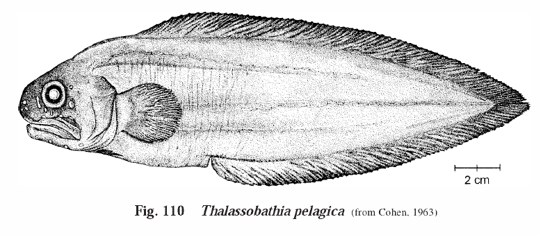 Thalassobathia pelagica, Pelagic Brotula. Source: FAO 1999.