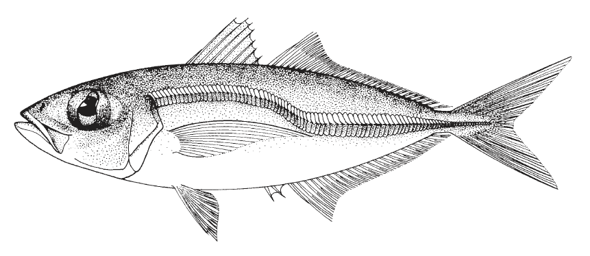 Trachurus lathami, Rough Scad. Source: FAO 2002.