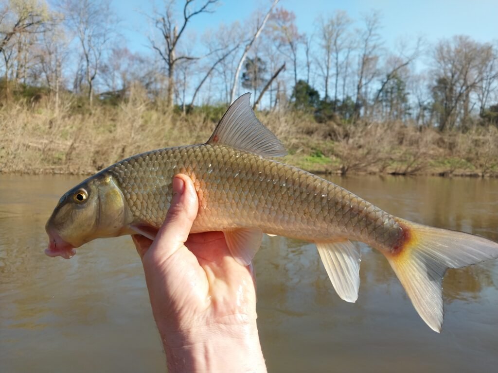 Moxostoma pappillosum, V-lip Redhorse. Photo credit: Tim Aldridge.